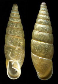 Tabella della Famiglia Clausilidae